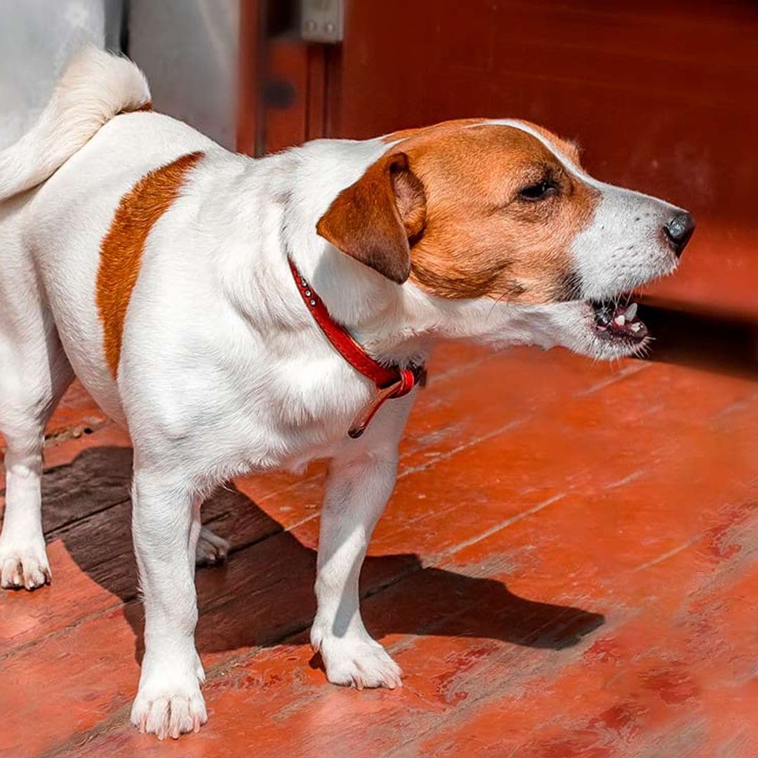 Descubre los motivos por los que los perros se contagian el ladrido (y el aullido)