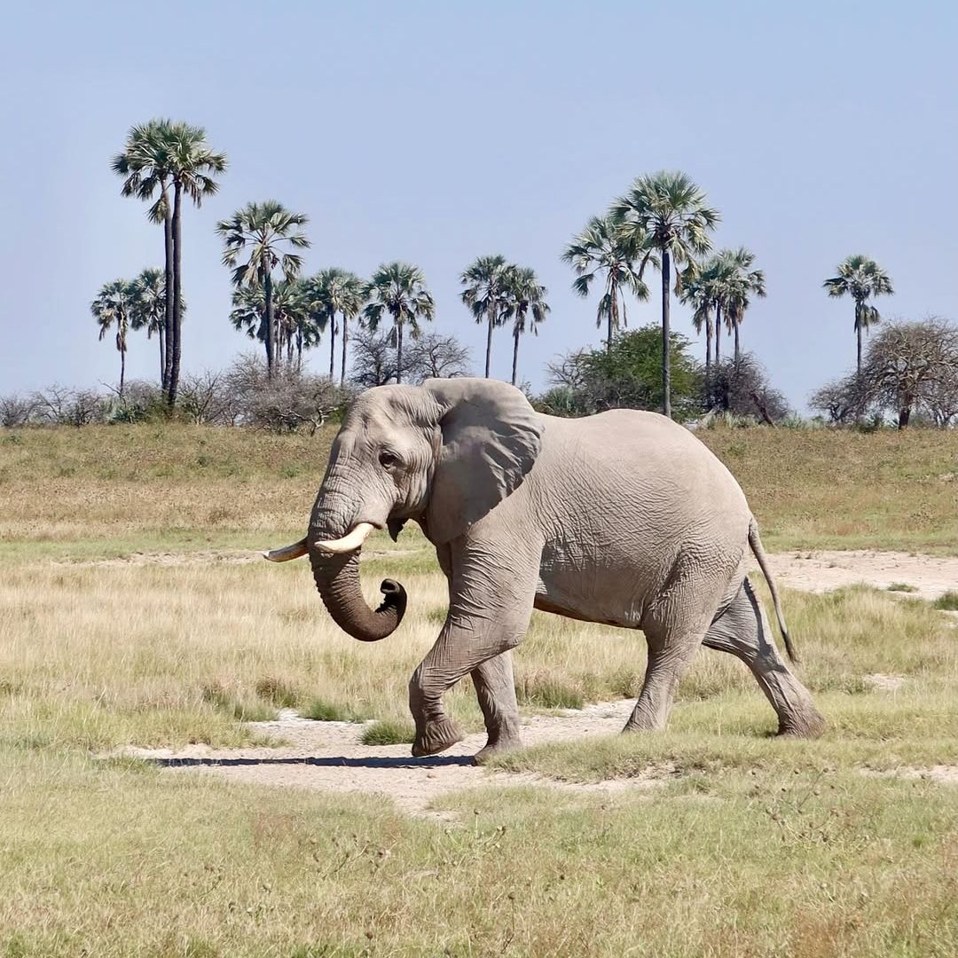 Elefante en el desierto de Kalahari, Botwana, Africa