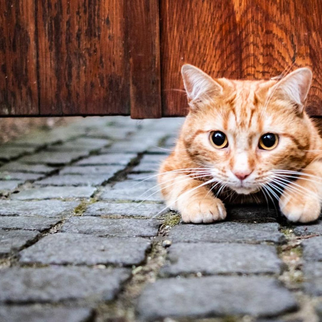 ¿Cómo puedo evitar que mi gato se escape?