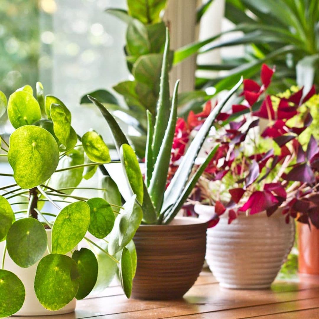 Plantas que sobreviven incluso con poca agua