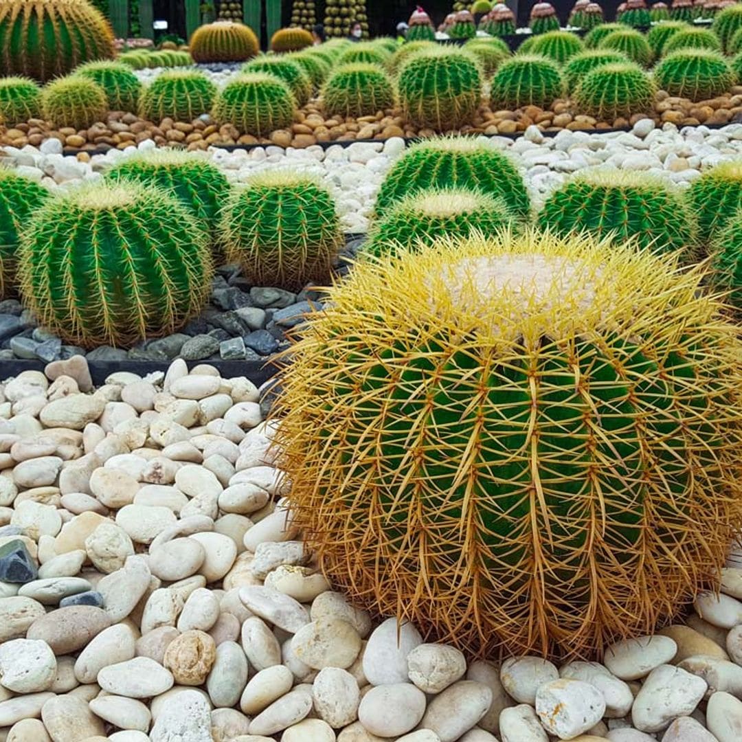 Cactus erizo, el rey de los jardines secos que recuerda al desierto
