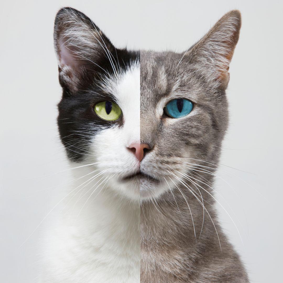 Tu horóscopo te dice qué gato tener: la raza felina ideal para tu signo del zodiaco