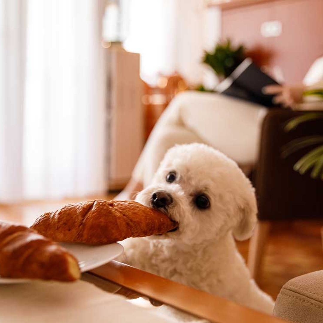 Pistas que dicen que no has educado bien a tu perro (y cómo solucionarlo)