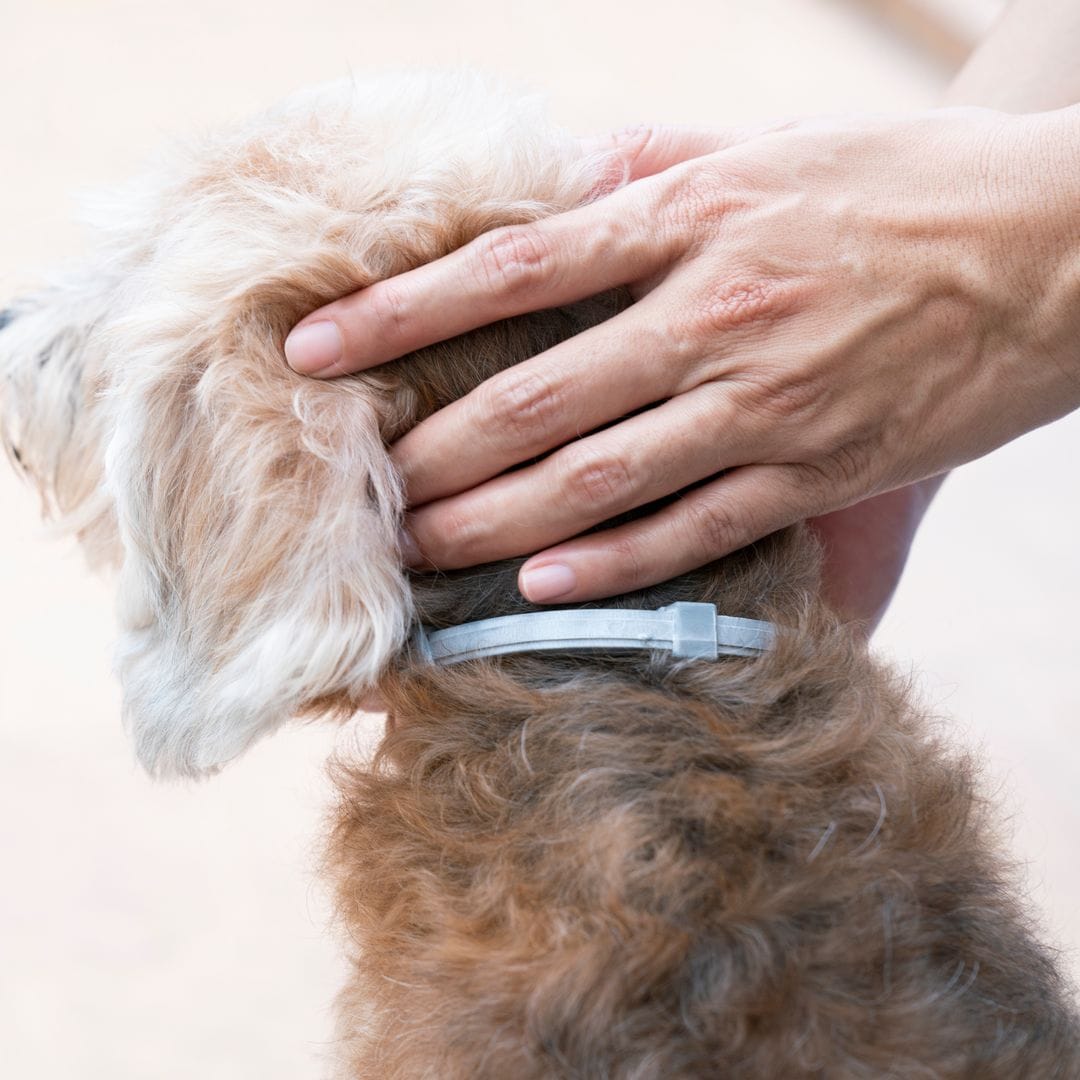 "Puede ser peligroso para los niños": la advertencia de una veterinaria sobre el collar de tu perro o gato
