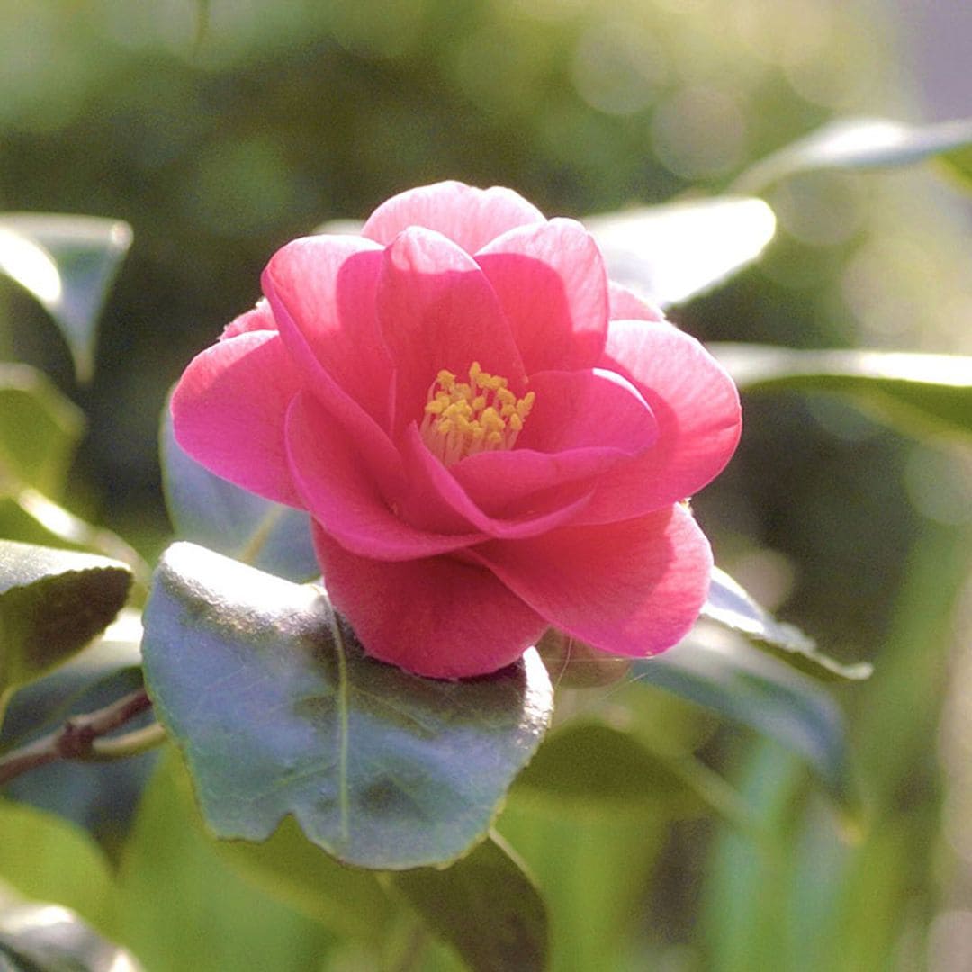 Así conseguirás que tus camelias estén espectaculares