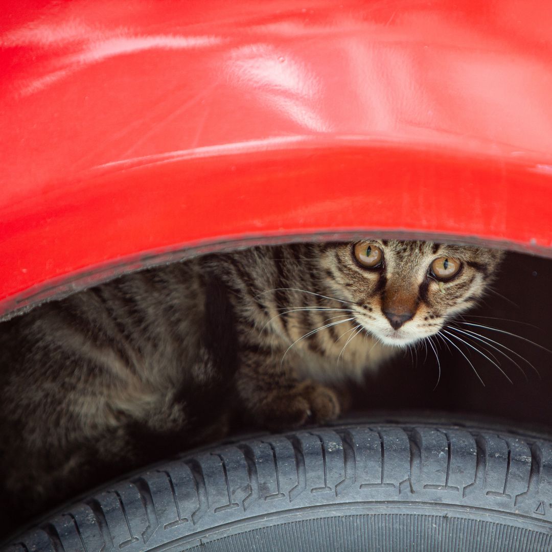 Antes de arrancar el coche en invierno, haz este pequeño gesto: la Policía explica por qué