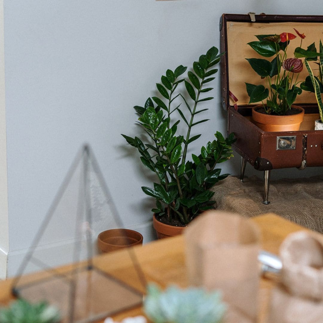 Qué plantas y flores atraen la buena suerte según el Feng Shui