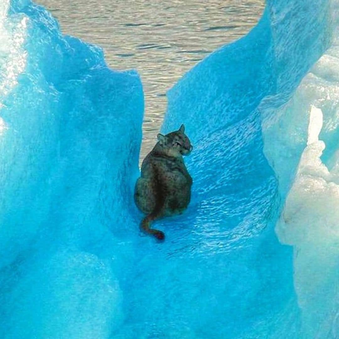 A la deriva, posado sobre un iceberg en Argentina: así ha sido la intrépida hazaña de este puma aventurero