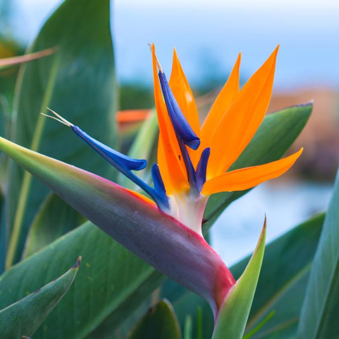 Estos Son Los Cuidados Que Debes Darle A La Strelitzia estos-son-los-cuidados-que-debes-darle-a-la-strelitzia