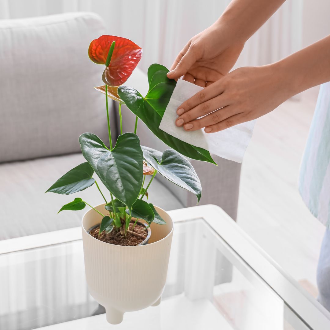 Exótica, resistente y siempre brillante: la planta tropical que mejor se adapta al interior del hogar