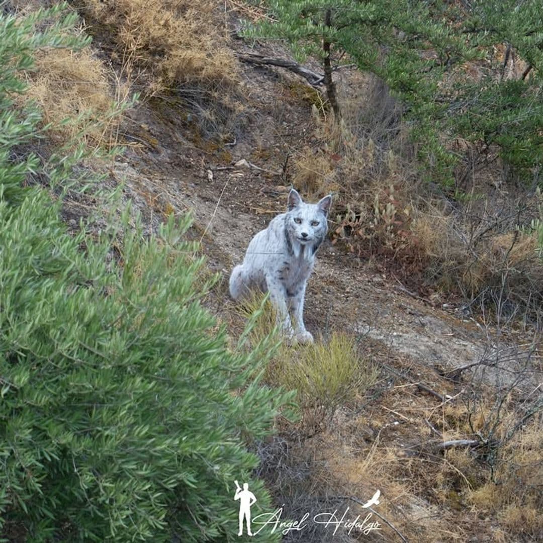 Ángel Hidalgo, autor de la foto viral del lince blanco de Jaén: "Me quedé paralizado, fue muy impactante"