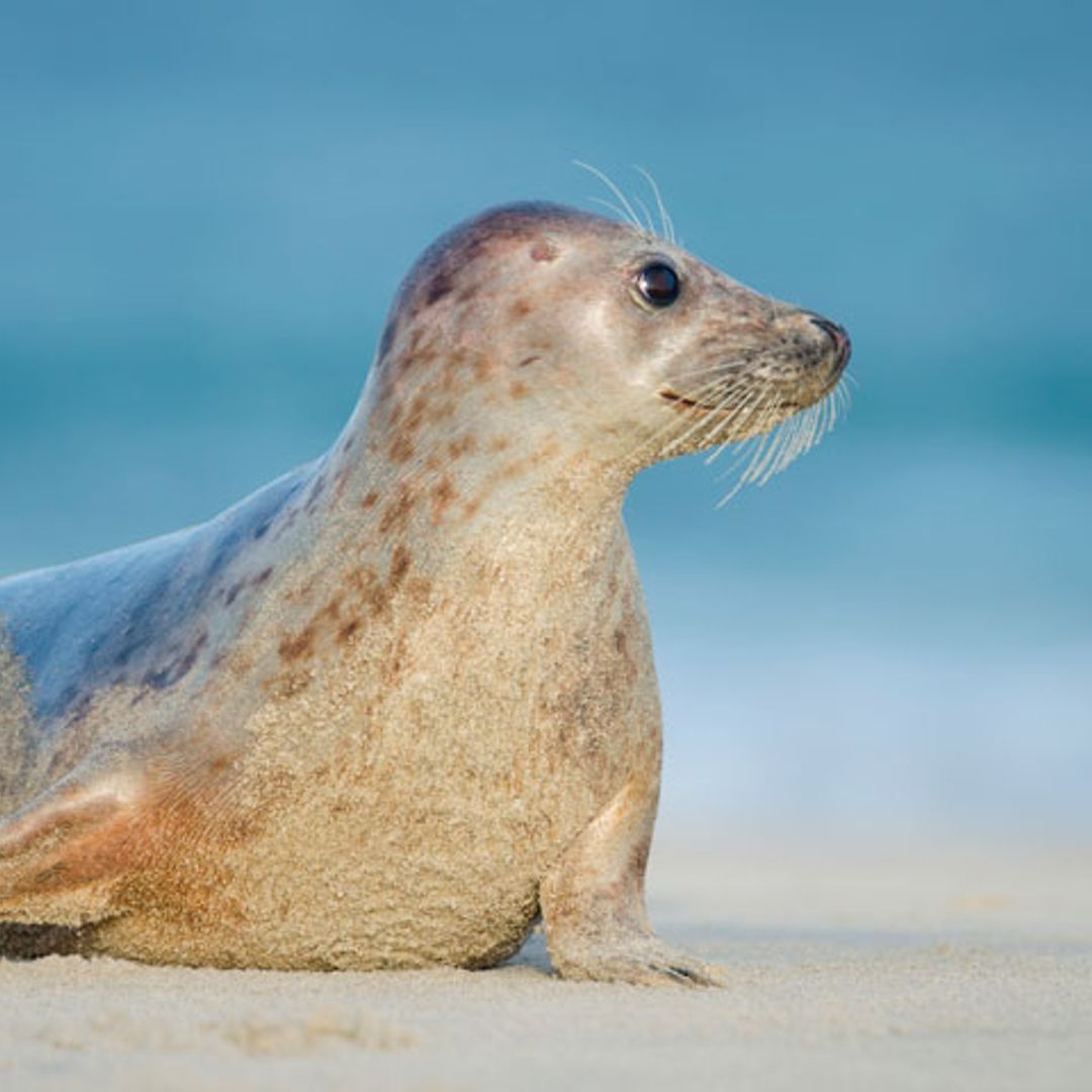 La foca monje podría volver a España