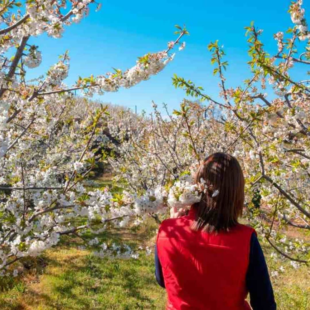 Fundão, el Jerte portugués que estalla en flor en primavera