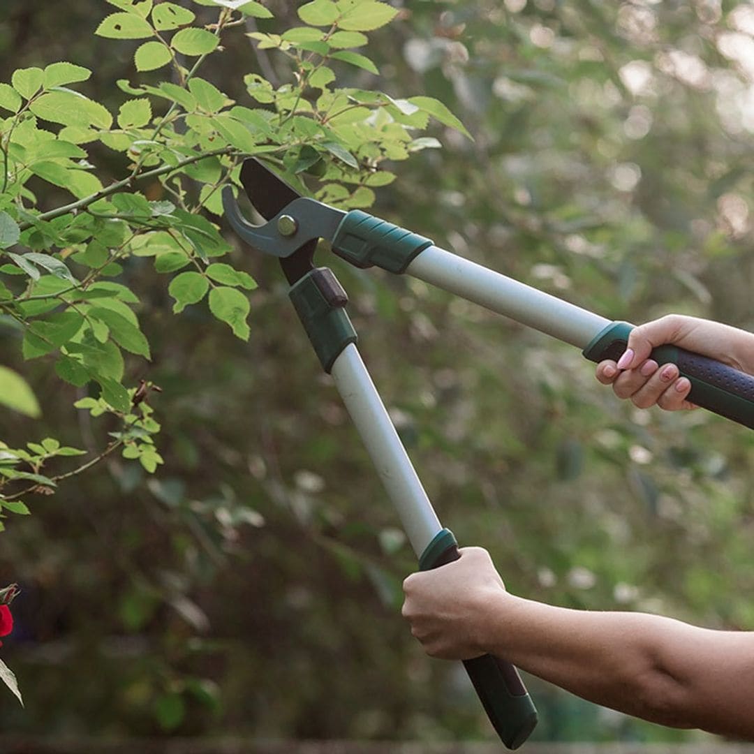¿Sabes cómo elegir las herramientas de poda que necesitas para tu jardín?