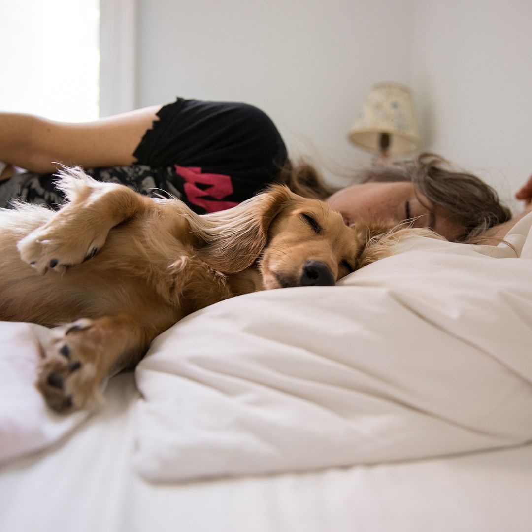 Dormir con tu perro en la cama: cuándo es buena idea y cuándo conviene evitarlo, según una veterinaria