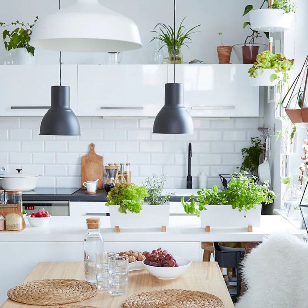 7 plantas ideales para cultivar en la cocina