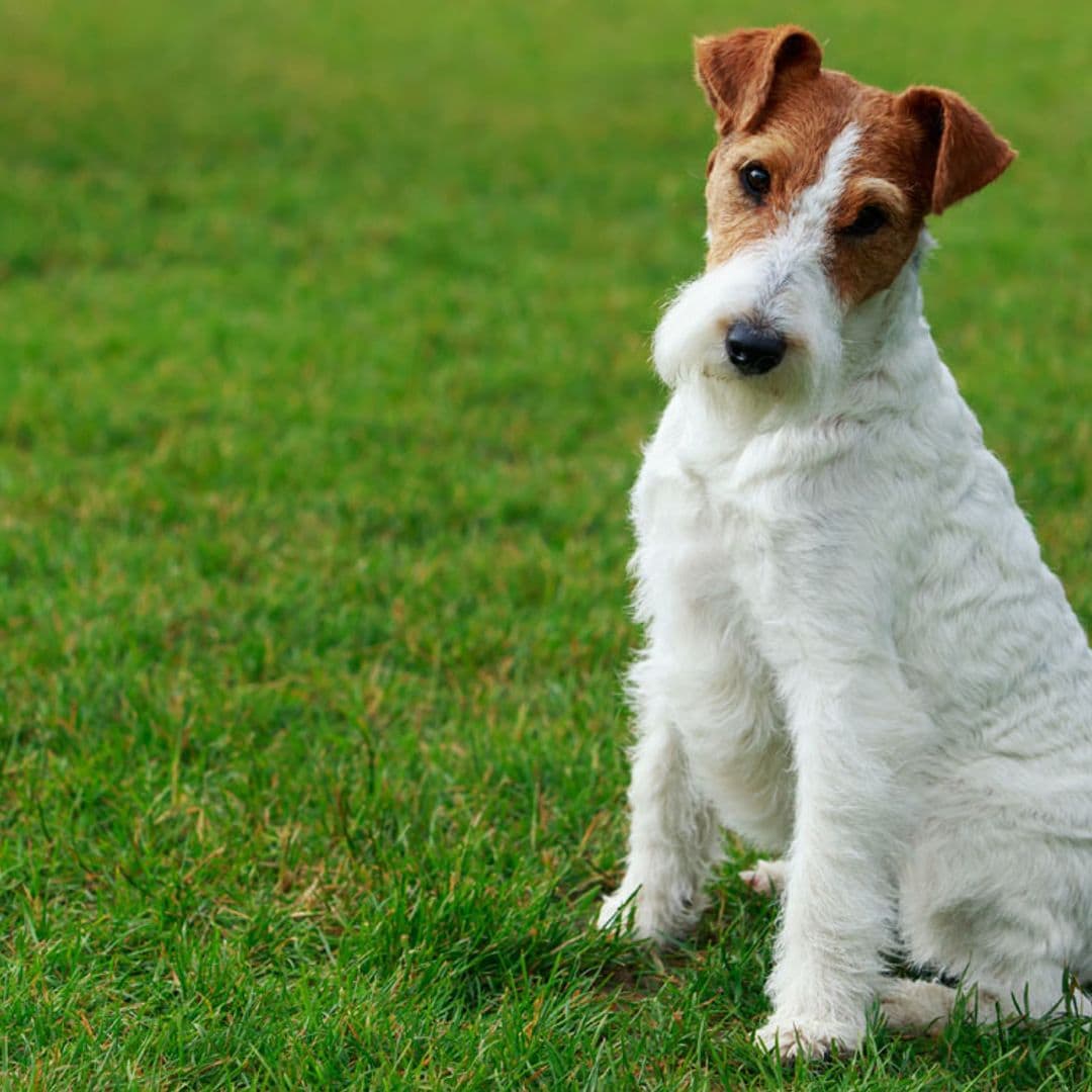 Fox terrier de pelo duro, un perro muy activo, siempre listo para la acción