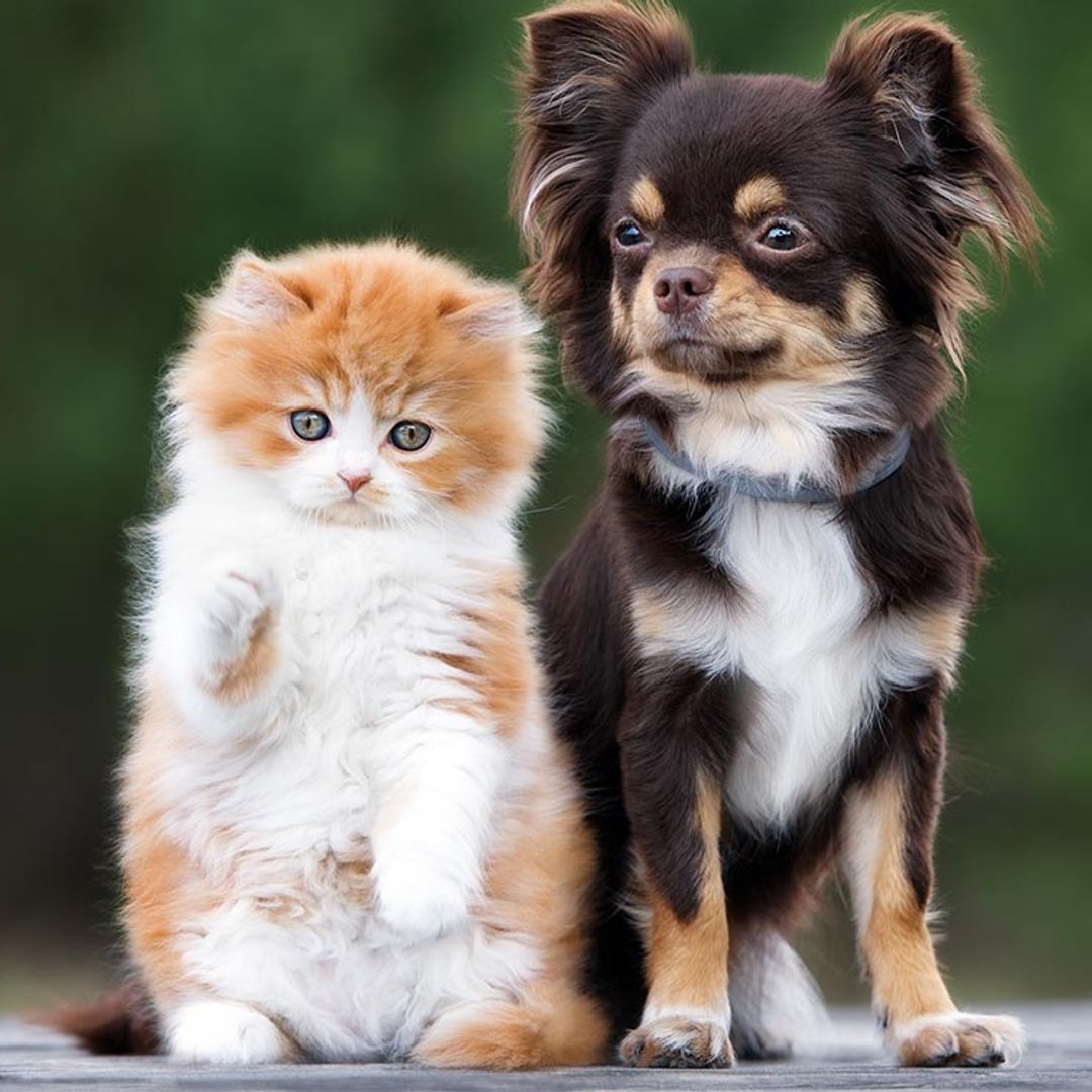 que raza es butch de perros y gatos