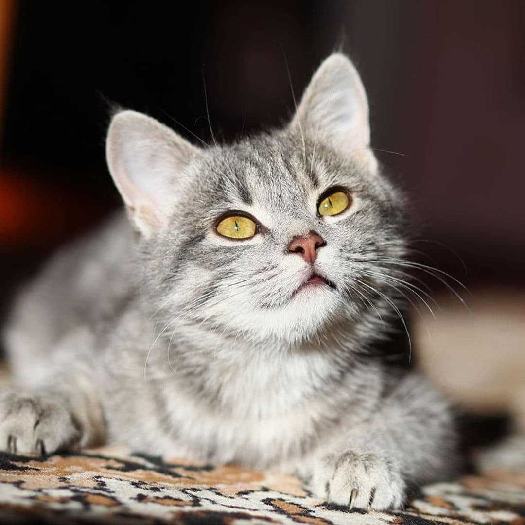 Cálculos urinarios, una enfermedad muy frecuente en gatos