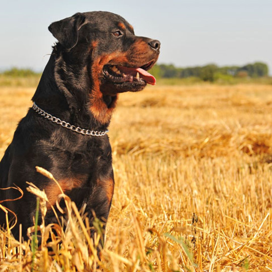 Lo que necesitas saber sobre los perros considerados potencialmente peligrosos