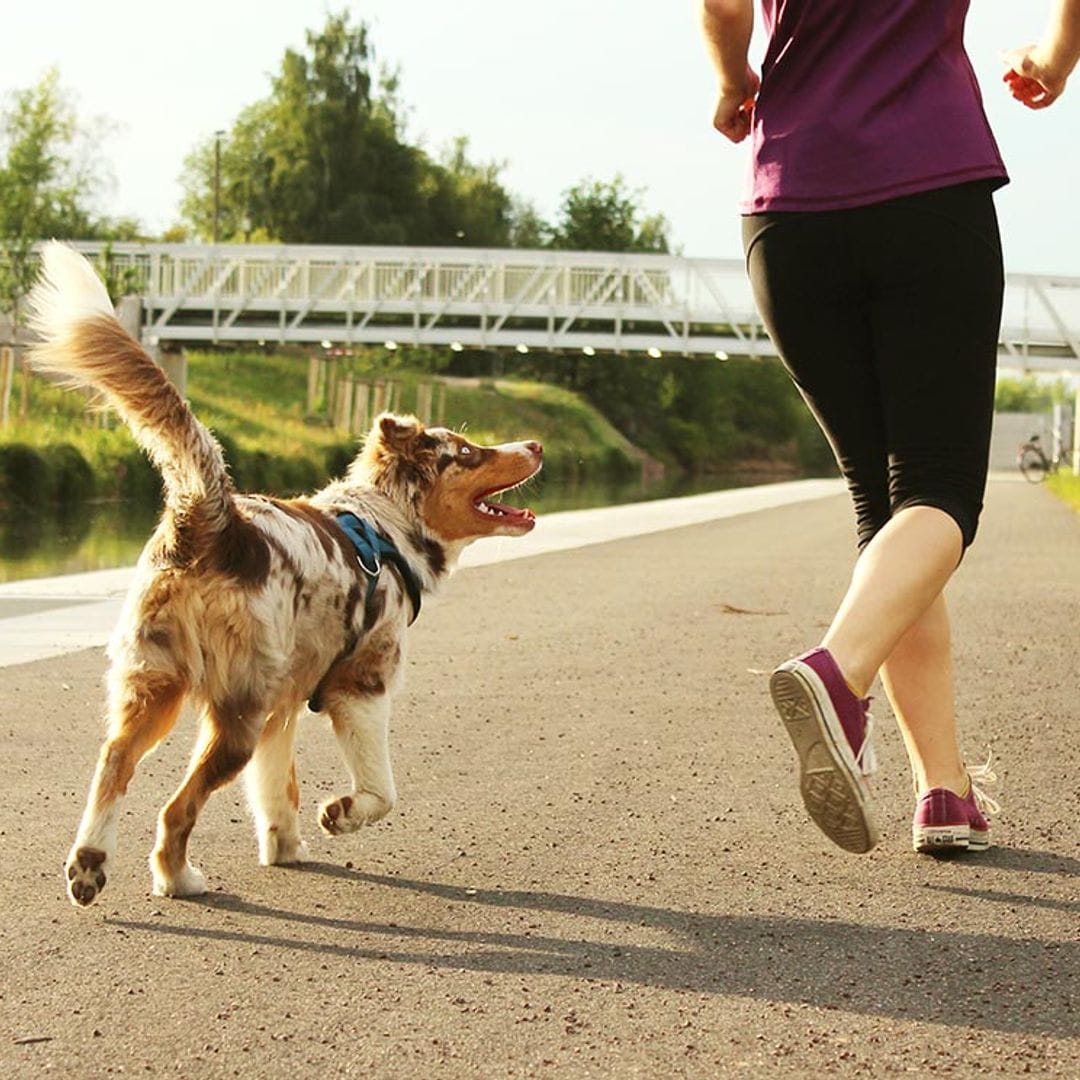 Razas de perros para amantes del 'running'