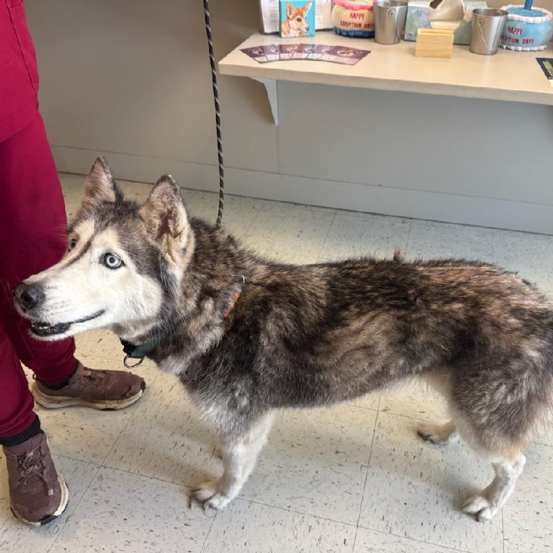 El milagro de Sierra, la husky que volvió a su casa 12 años después de desaparecer siendo una cachorra