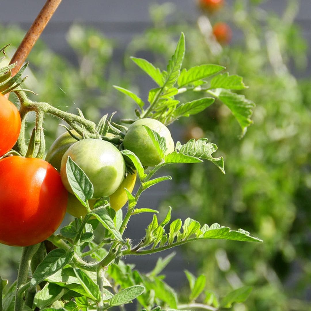 Cómo cultivar plantas de tomate y disfrutar de tu propio huerto