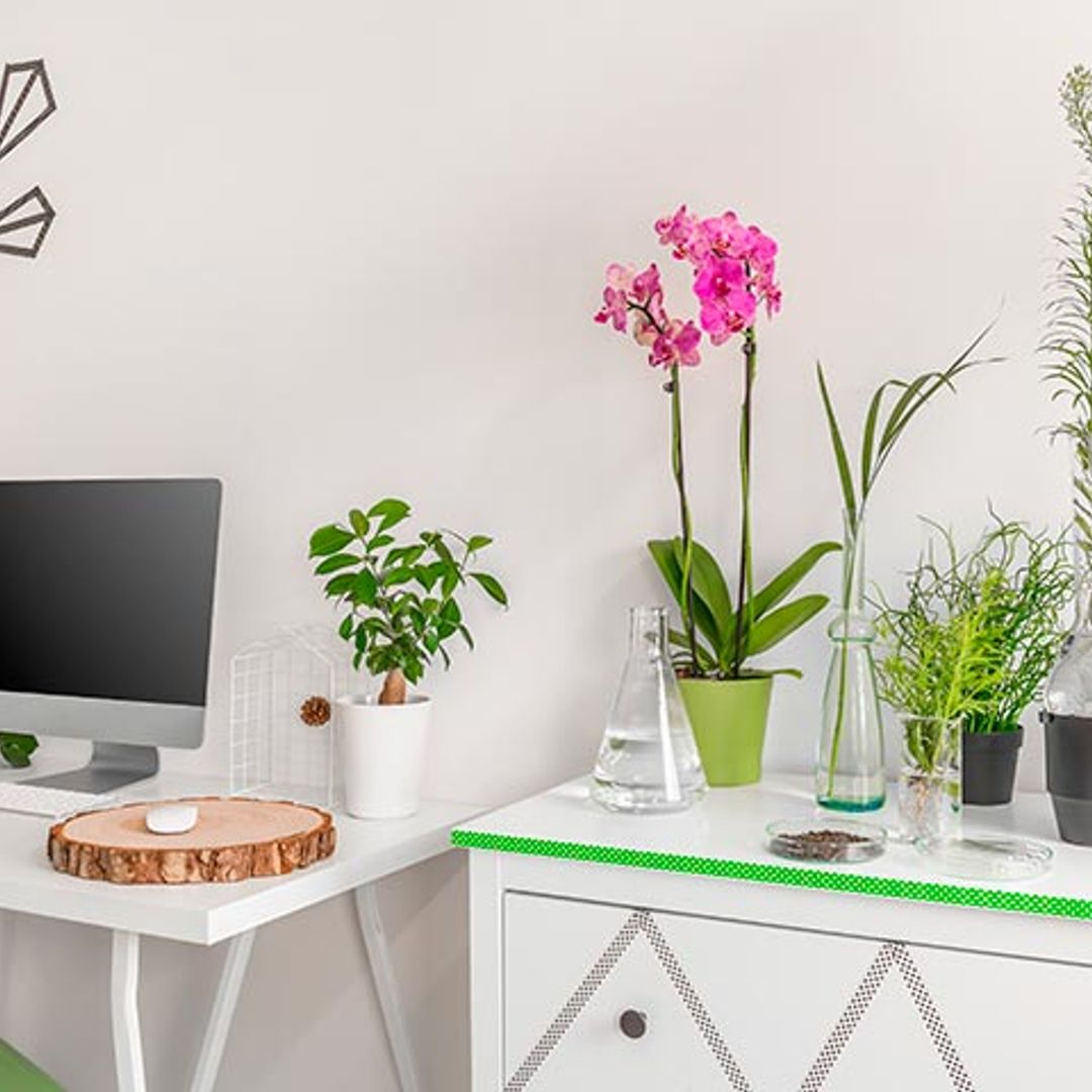 Plantas que purifican y decoran tu casa