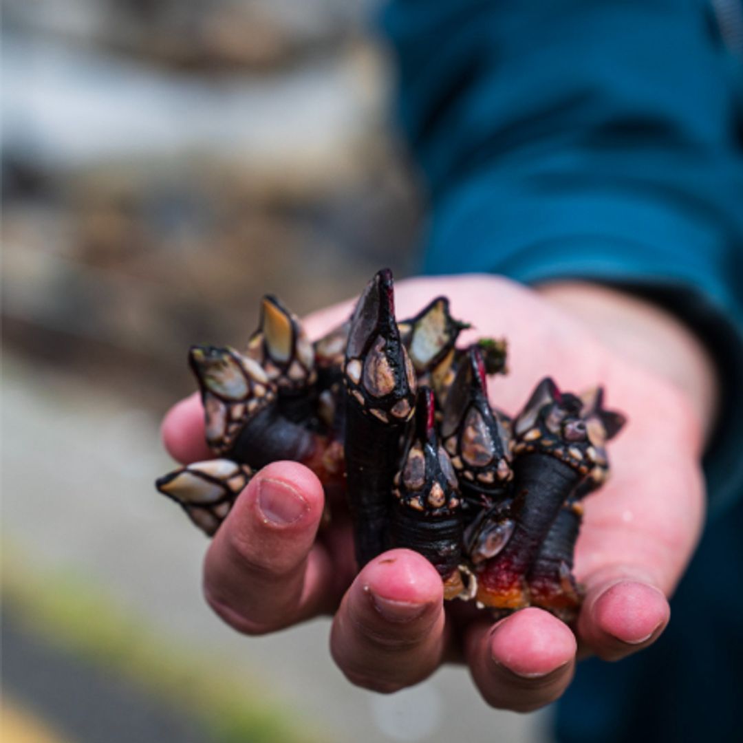 Percebes en Teixido, A Coruña