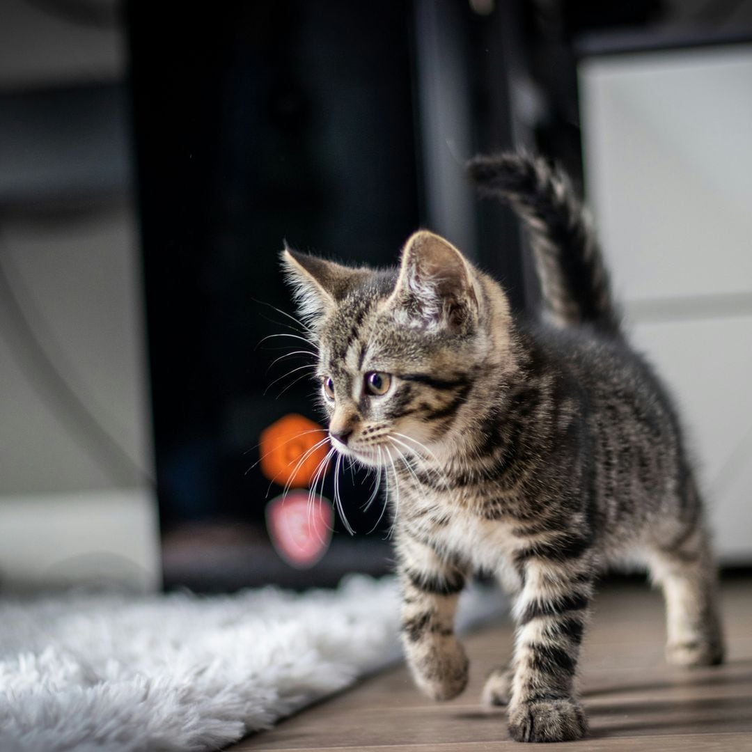 Royal Canin
