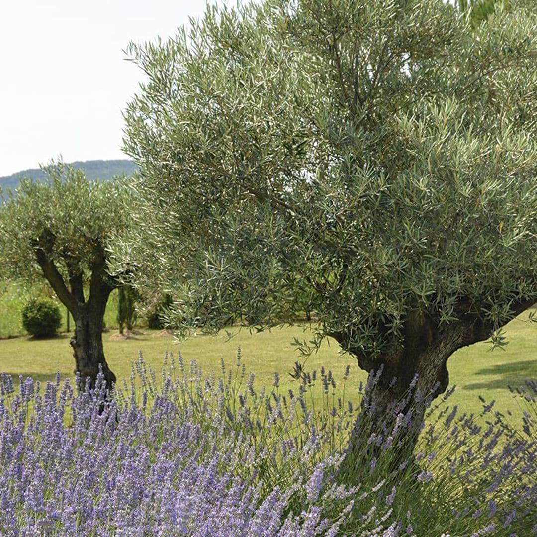Aprende a cuidar un olivo (también en maceta) y disfruta de su belleza dentro y fuera de casa
