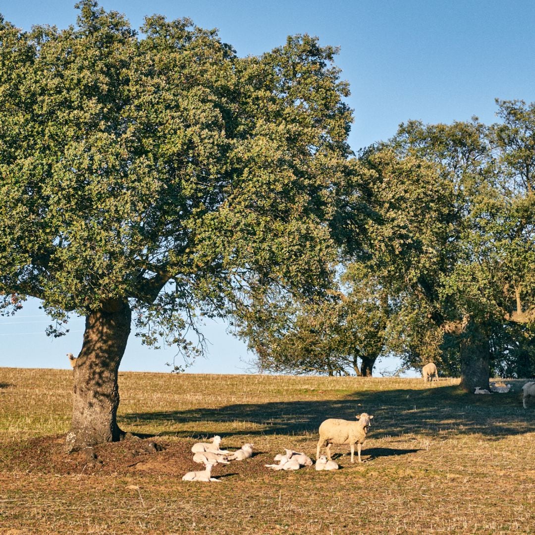 Ovejas merinas en la dehesa de Los Pedroches, Córdoba