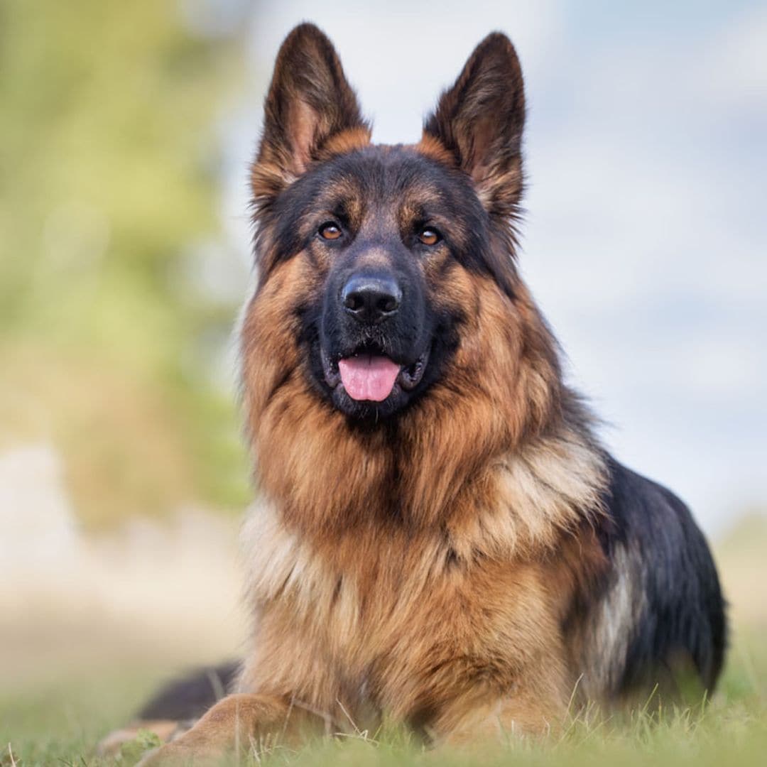 Las razas de perro con mejor olfato que pueden detectar el coronavirus