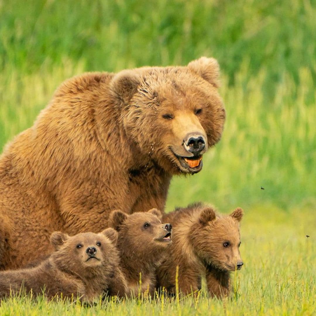 Escalada, lucha libre, navegación...las travesuras más osadas del reino animal