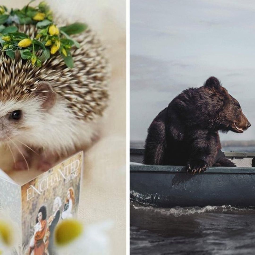 Desde un erizo ‘influencer’ hasta un oso amoroso a babor: las fascinantes imágenes que nos deja el mundo animal
