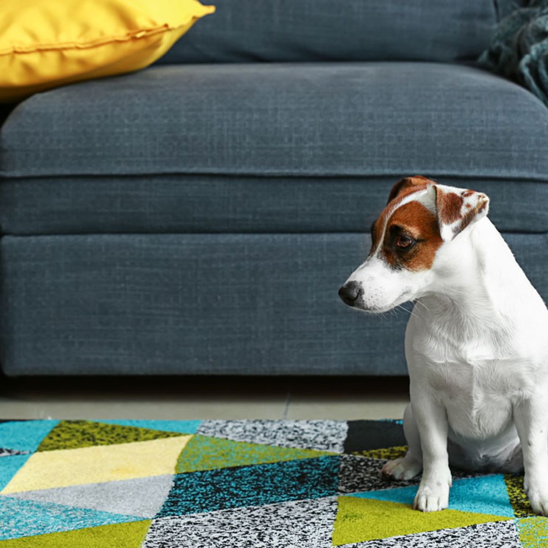 ¡Un pequeño adorable y enérgico! Así es el Jack Russell