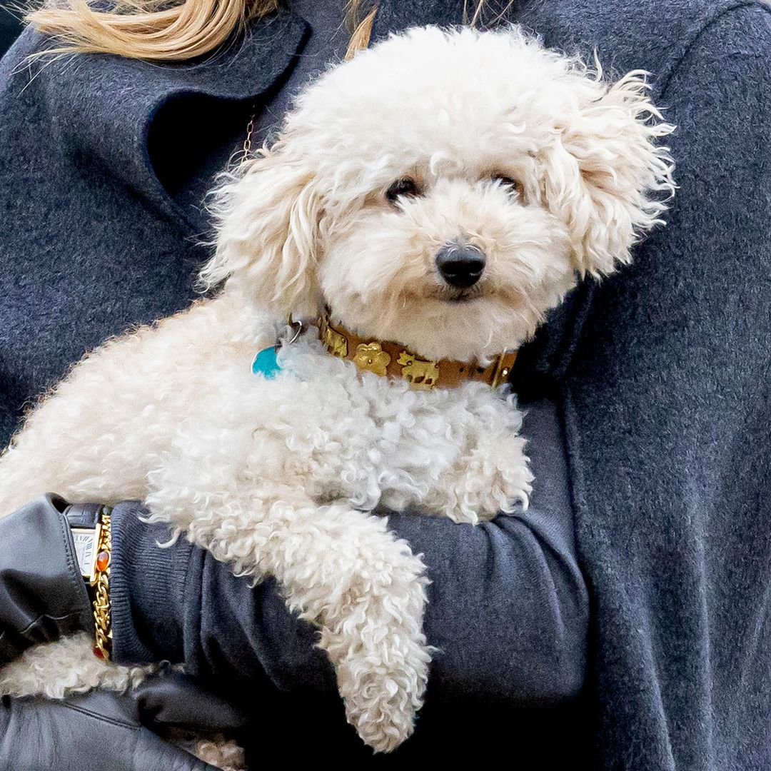 Un retrato de Mambo, la mascota de la reina Maxima