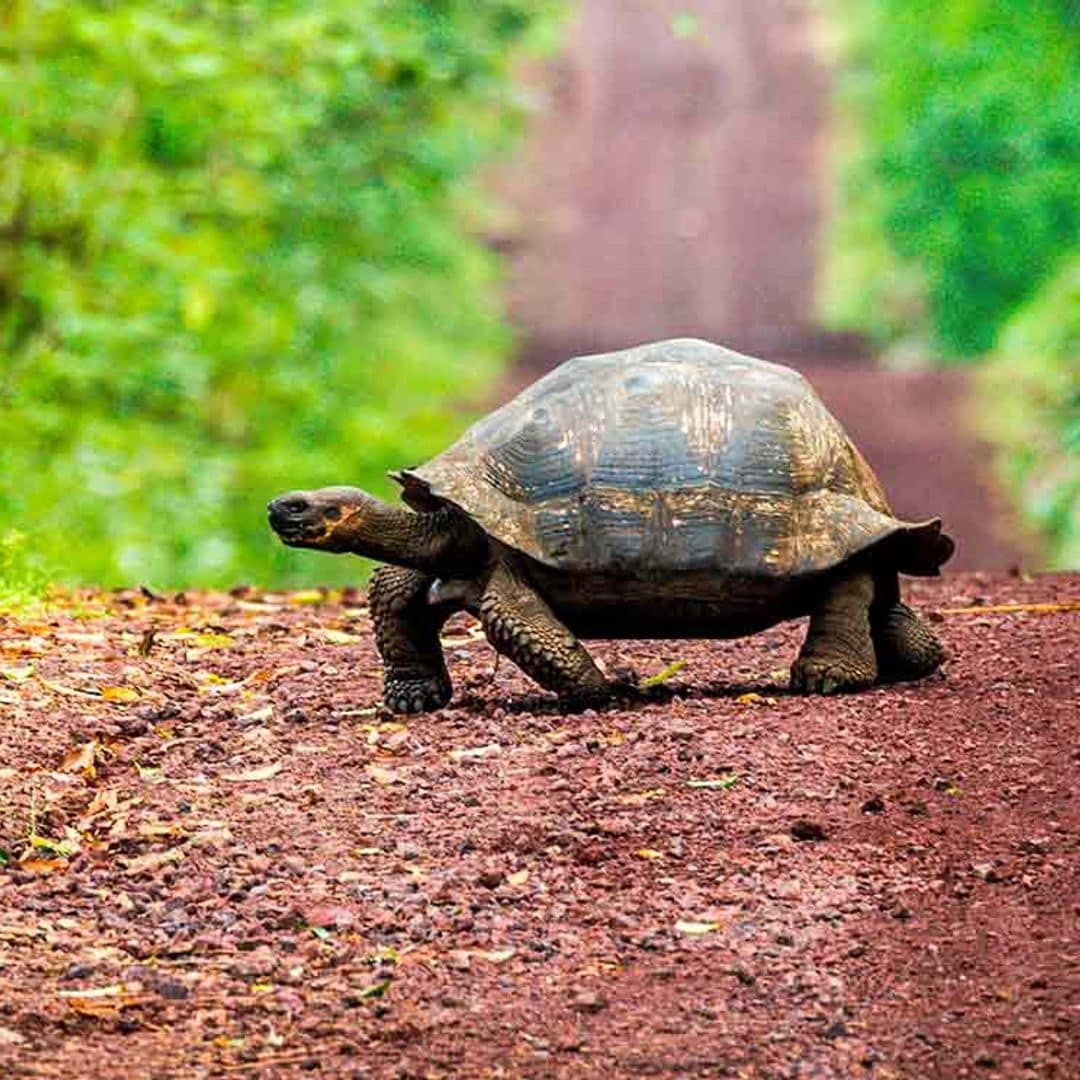 Animales con 'vida eterna' y otros que viven varios siglos