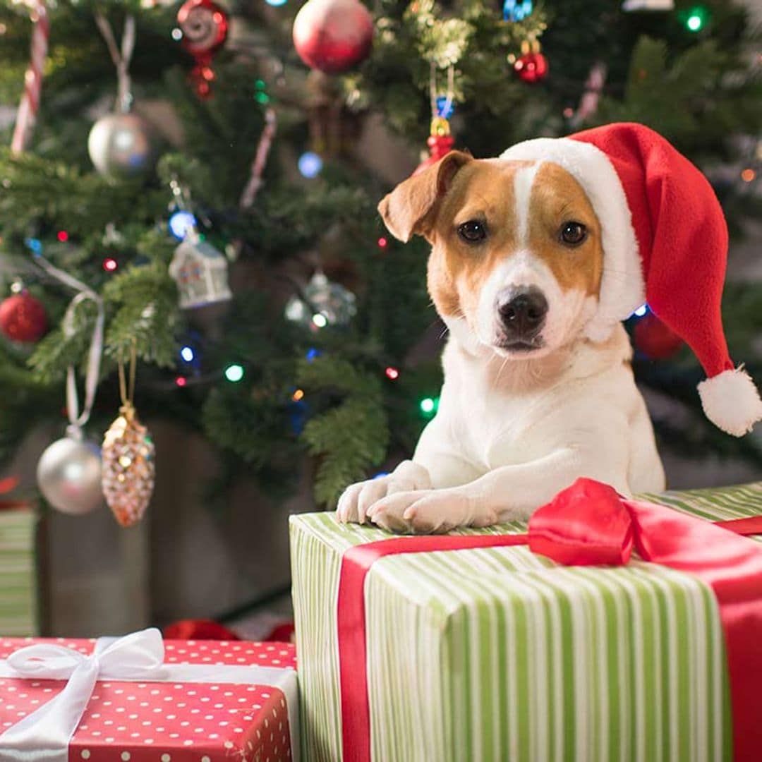 Regalar un perro en Navidad: cálculo de costes para evitar futuros abandonos