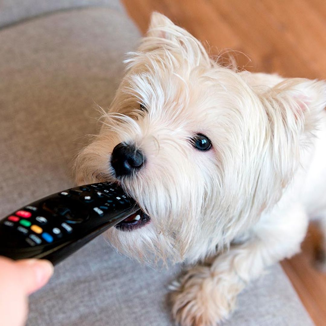 ¿Tu perro parece adicto a acumular cosas?