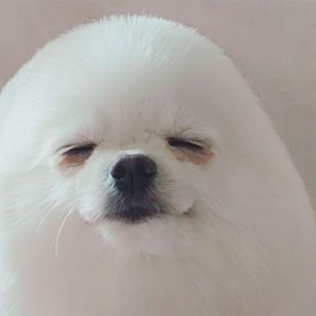 PomPom, un perrito que se ha hecho famoso por su sorprendente 'look'