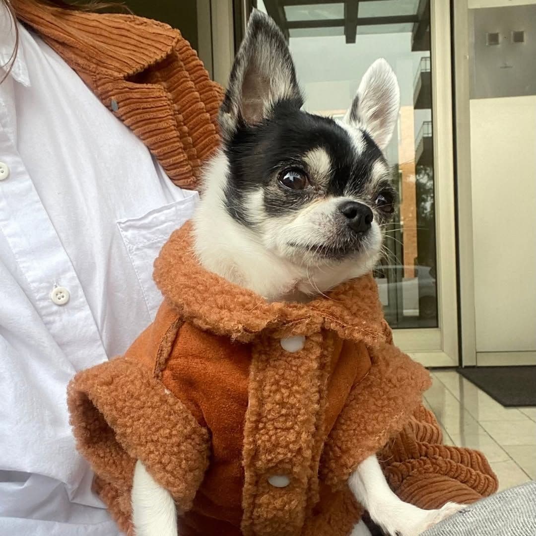 Así es María Pita, la chihuahua influencer que factura medio millón al mes y cuenta con su propia marca de ropa