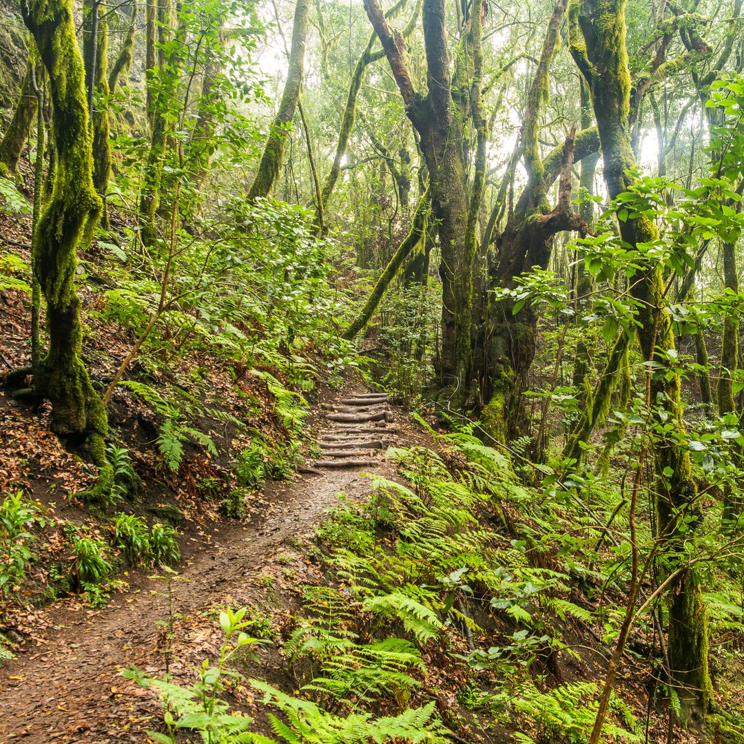 Bosque El Cedro, Parque Nacional de Garajonay, La Gomera, Canarias