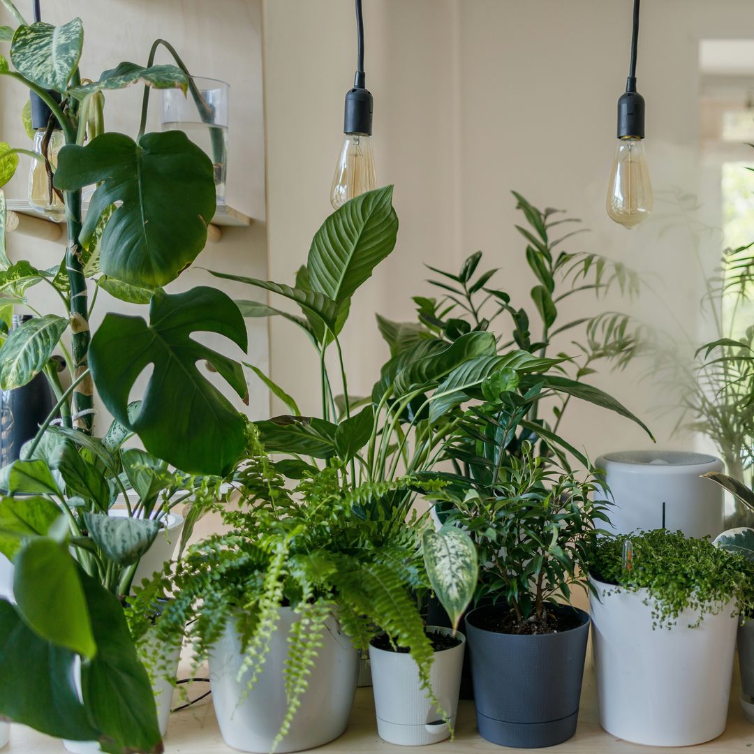 Adiós a las plantas de siempre: 9 especies de interior singulares que parecen piezas de diseño