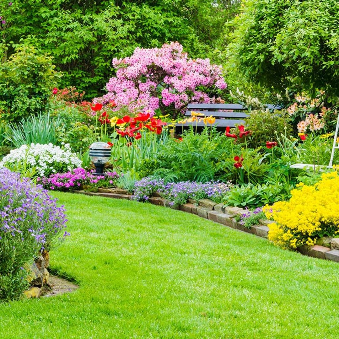 9 Plantas que resisten la sequía y darán alegría a tu jardín
