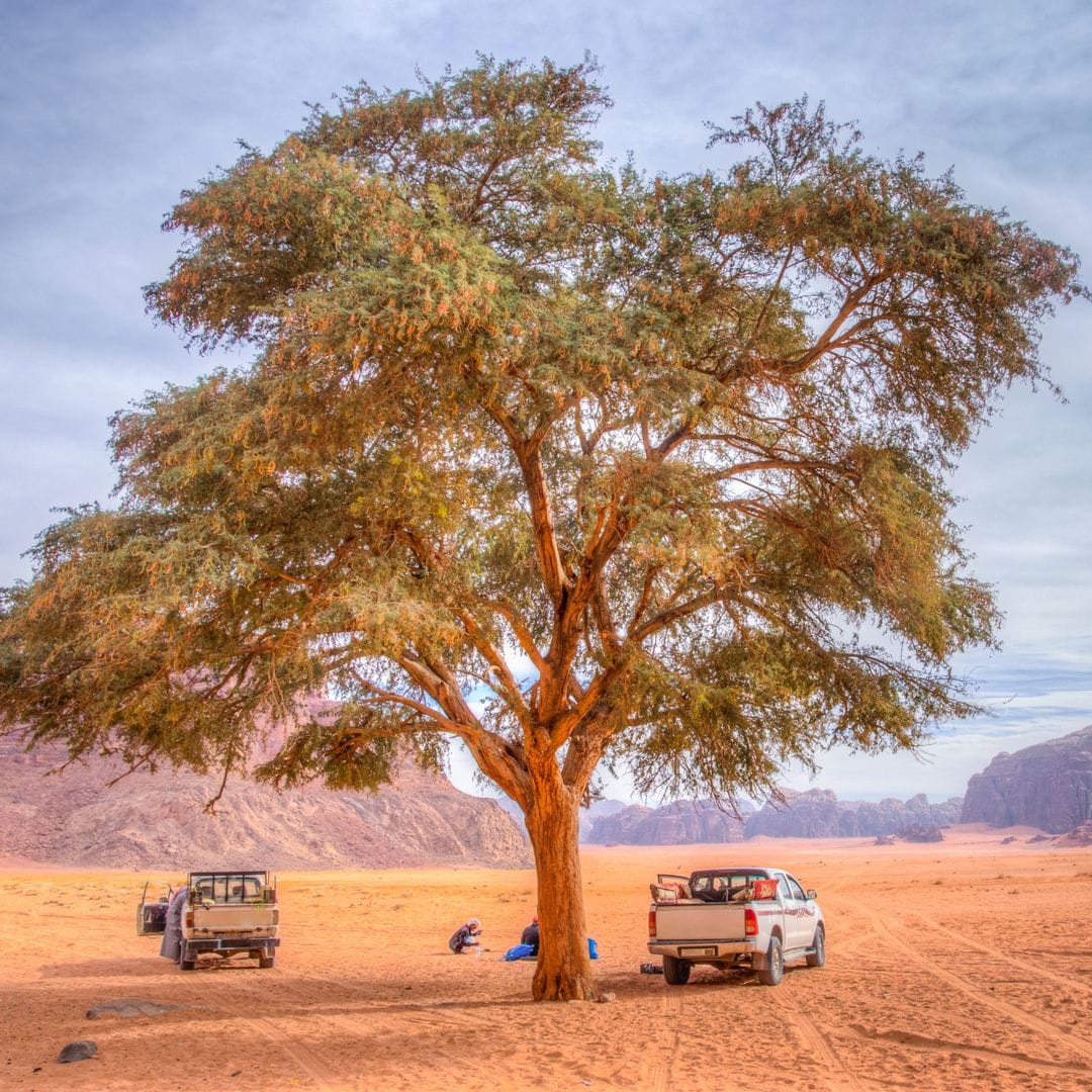 Árbol solitario en el desierto de Wadi Rum, Jordania