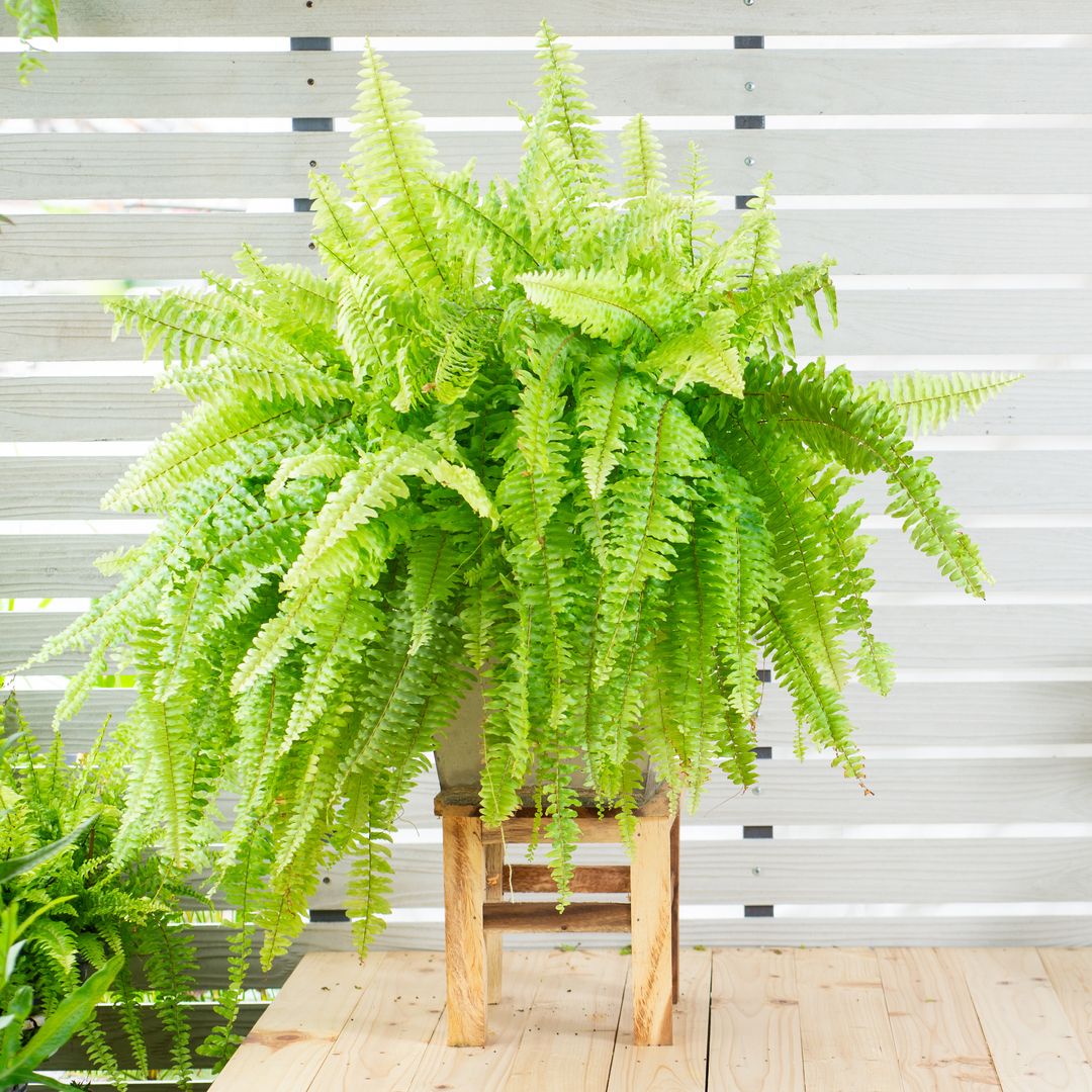 Helecho de Boston (Nephrolepis exaltata Bostoniensis) en maceta. Hermosa canasta de helecho verde fresco colgada en una pared de madera blanca, decoración ornamental para jardín, aislada sobre fondo blanco.