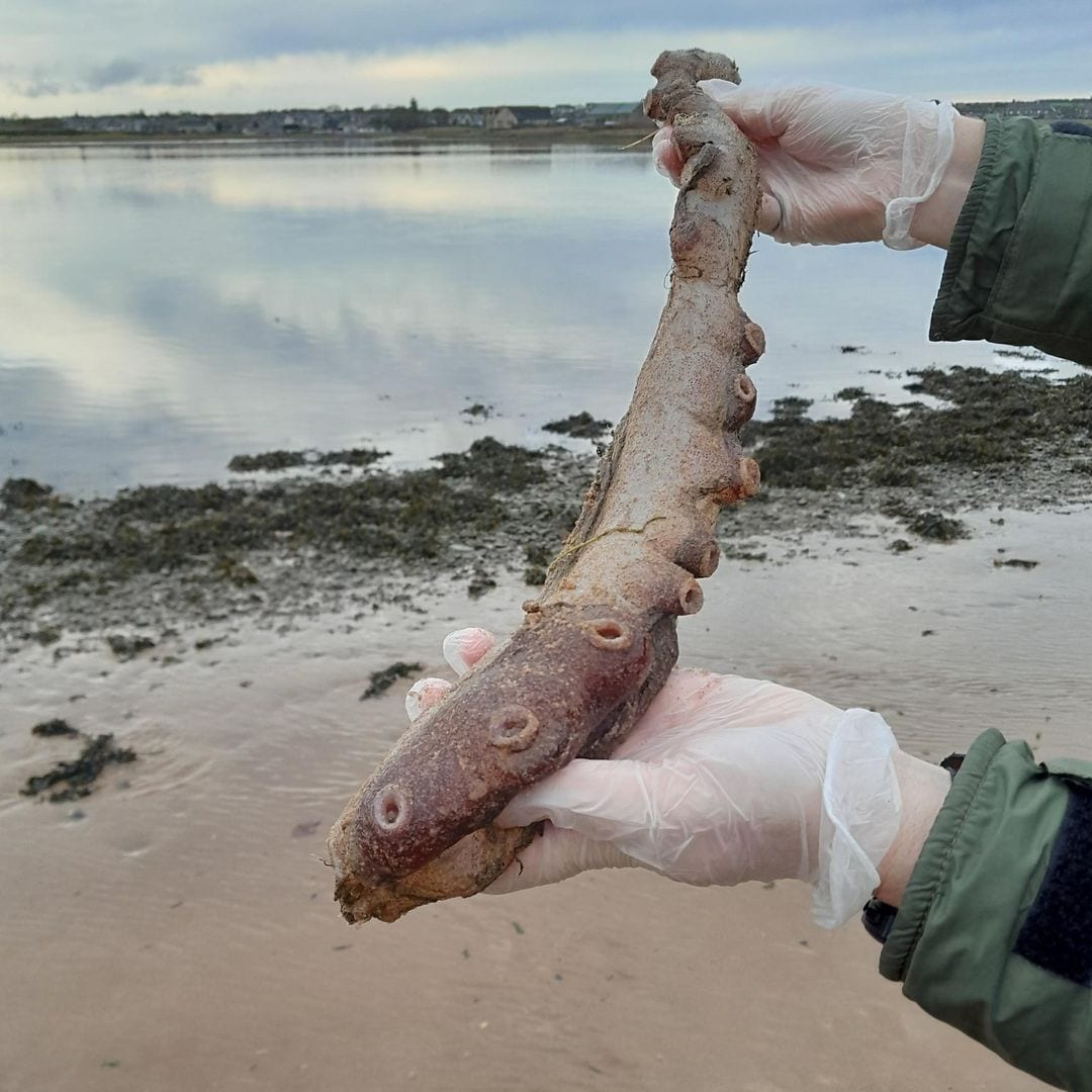 Así es el pulpo de siete brazos que desconcierta a los científicos: habita a 500 metros de profundidad y mide 4 metros