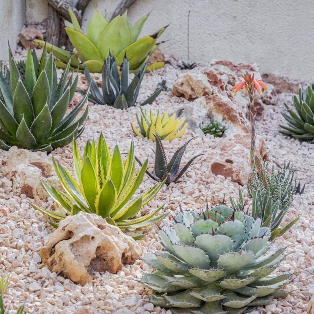 Ágaves, plantas muy resistentes ideales para dar un toque exótico a la decoración