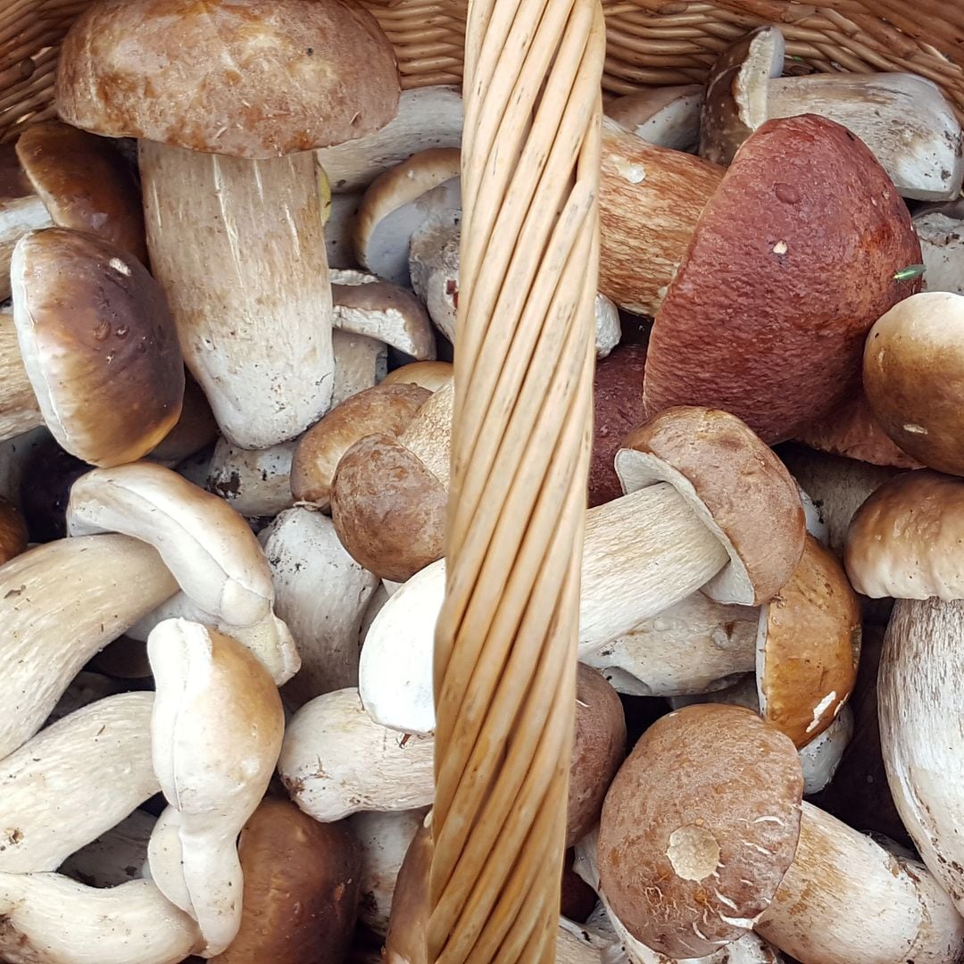 Boletus Edulis recolectadas en el hayedo de Altube, País Vasco